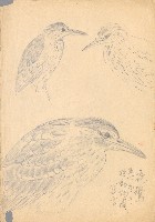 藏品(水鳥夜鷺)的圖片