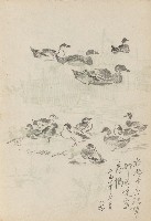 藏品(郊區養鴨)的圖片