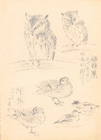 藏品((1)貓頭鷹及野鴨;(2)蒼鶴)的圖片