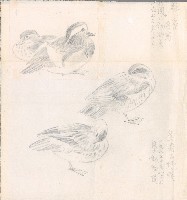 藏品(鴛鴦與野鴨)的圖片