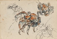 藏品((1)椰子蟹;(2)牛)的圖片