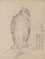 藏品((1)大熊鷹;(2)大熊鷹)的圖片