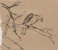 藏品(老鷹)的圖片