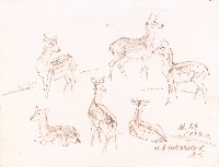 藏品(鹿群)的圖片