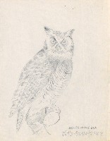 藏品(Western Horned Owl)的圖片