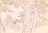 藏品(大樹)的圖片