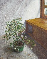 藏品(黃槴子花)的圖片