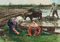 藏品(植田)的圖片