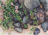 藏品(馬鞍藤的春天)的圖片