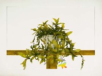 藏品(窗前草盆)的圖片