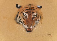 藏品(虎)的圖片