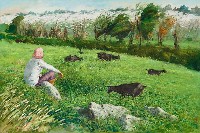 藏品(飼羊)的圖片