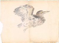 藏品(水鳥(夜鷺))的圖片