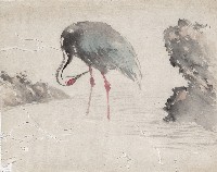 藏品(灰鶴)的圖片