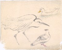 藏品(鷺鷥及鴿、鴨)的圖片