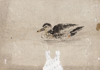 藏品(鴨)的圖片
