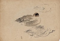 藏品((1)野鴨；(2)水鳥(紫鷺))的圖片