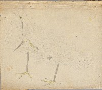 藏品(鷺鷥)的圖片