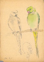 藏品(鸚鵡)的圖片