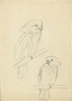 藏品((1)鸚鵡；(2)模特兒)的圖片