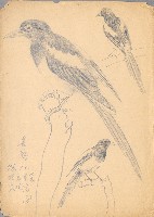 藏品(喜鵲)的圖片