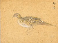 藏品(野雉)的圖片