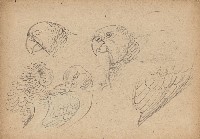 藏品((1)鸚鵡；(2)鸚鵡)的圖片