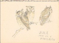 藏品(貓頭鷹)的圖片