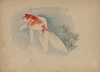 藏品(金魚)的圖片