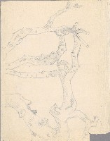 藏品(樹桿)的圖片