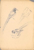 藏品(長尾鳥(台灣藍鵲))的圖片