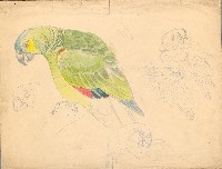 藏品(鸚鵡)的圖片