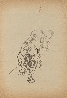 藏品(虎)的圖片