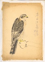 藏品(隼)的圖片