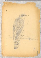 藏品(隼)的圖片