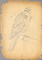 藏品(隼)的圖片