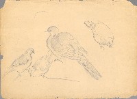 藏品(斑鳩)的圖片