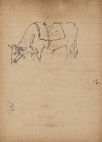 藏品(牛)的圖片