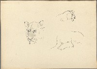 藏品(獅)的圖片