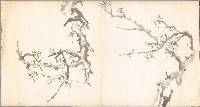 藏品(梅花)的圖片