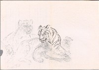 藏品(老虎)的圖片