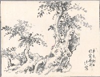 藏品(老樹)的圖片