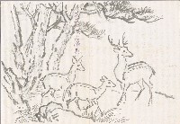 藏品(松鹿)的圖片