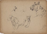 藏品((1)老虎局部 （頭腳）；(2)老虎局部 （身部分腳）)的圖片