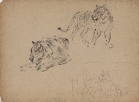 藏品((1)虎一隻站立 一隻蹲喝水；(2)老虎局部（頭、雄、雌腳部分）)的圖片