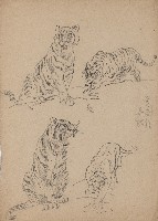 藏品((1)老虎各種姿態；(2)鷺鷥的各種休態)的圖片