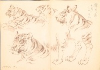 藏品(韓國老虎（局部）)的圖片