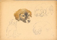 藏品(小狗)的圖片