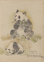 藏品(貓熊)的圖片