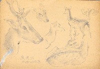 藏品((1)鹿各種姿態；(2)鹿草稿)的圖片